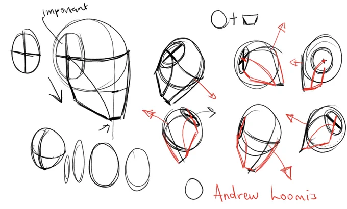 Notes from drawing the head demo for class 
