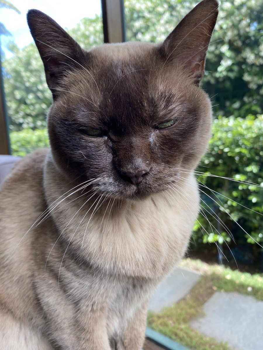 DebraD17888013's tweet photo. @ColeTheBlackCat Cookie sends you healing purrs brave Cole!! She says tell cancer βnot todayβ!! #ColeTheBrave #CancerSlayer https://t.co/VsLSAjFFjD