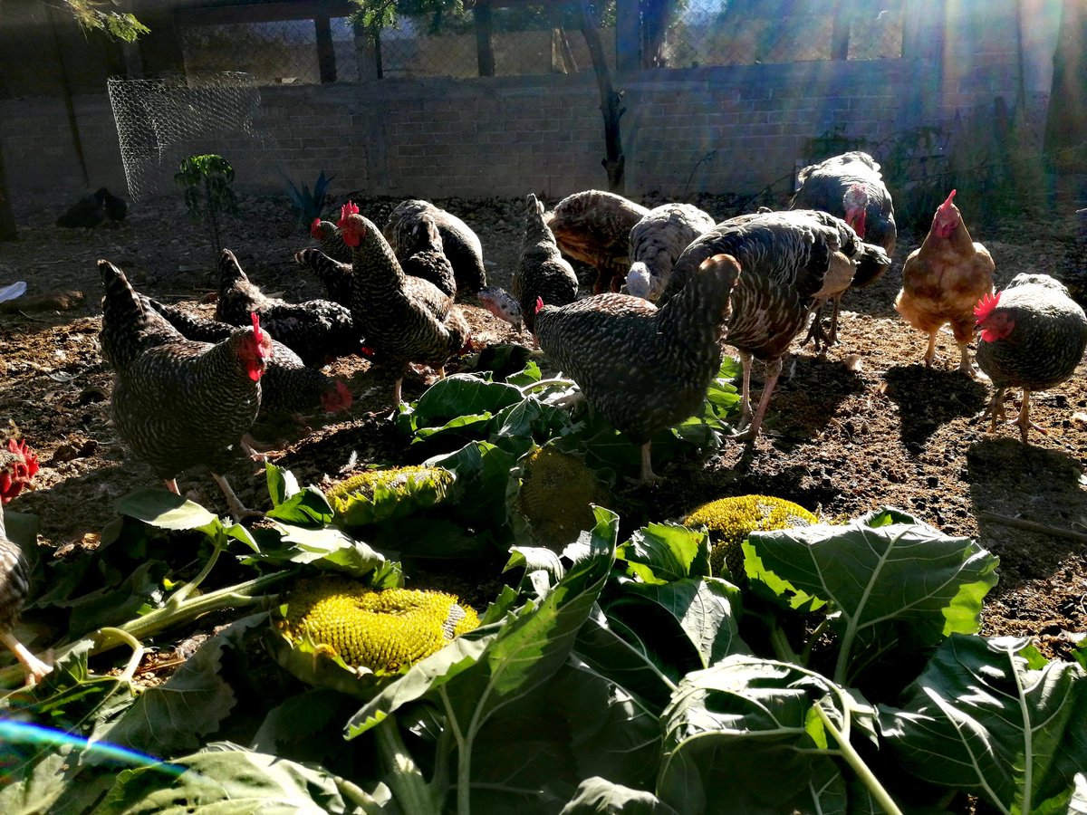 Carcito's tweet image. Girasol: resistente a sequía, mejora el suelo, alimenta abejas, alimenta personas y funciona bien como forraje