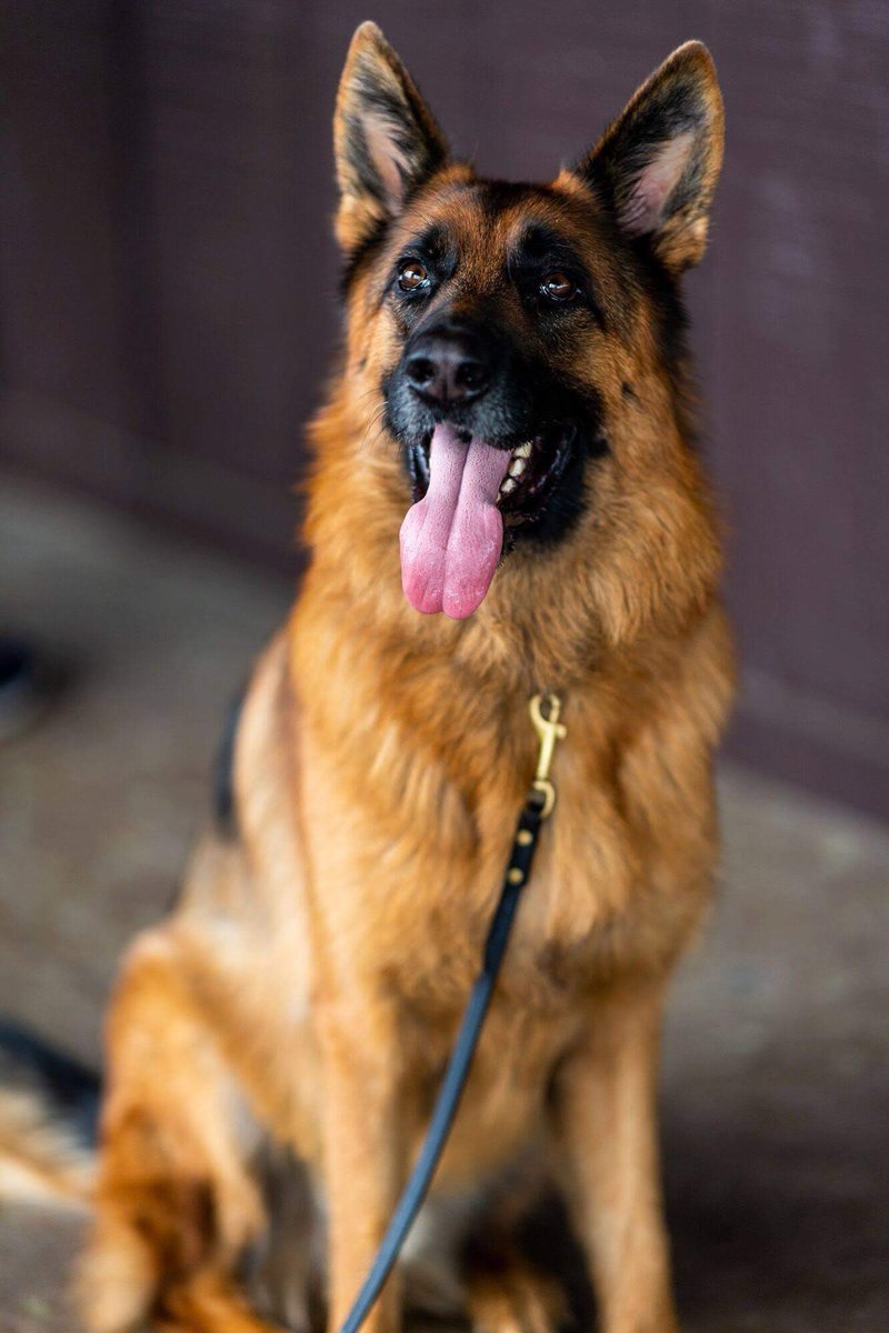 tonyakolsondpt's tweet photo. Mr. Rin sends his congratulations to Champ & Major 😍😍💖@First_Dogs_USA #FirstDogsUSA #germanshepherdsinthewhitehouse https://t.co/S827ny7dw4
