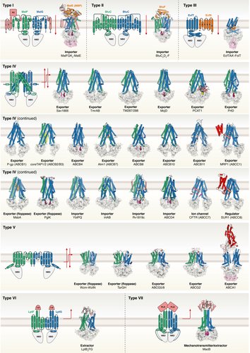 FEBS_Letters's tweet photo. #ABCtransporters: a new classification based on structural homology in the #transmembrane domains →https://t.co/2LOwO7kFsR #membraneproteins #structuralbiology #proteinstructure #molecularmachines #CFTR #ABCG2 #Pglycoprotein #ATPases https://t.co/865lpbgu1C