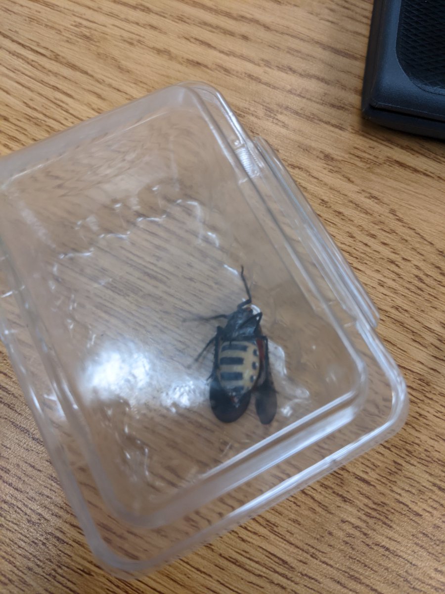 lwyroom108's tweet image. So about a month ago I saw a spotted lantern fly during bus duty. I reported it (they are really bad!). The dept of Ag came out today and found a pregnant female!! Crazy! #protectourtrees #wyproud