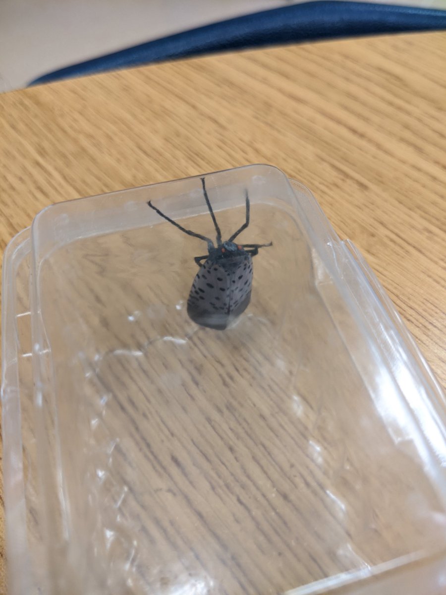 lwyroom108's tweet image. So about a month ago I saw a spotted lantern fly during bus duty. I reported it (they are really bad!). The dept of Ag came out today and found a pregnant female!! Crazy! #protectourtrees #wyproud