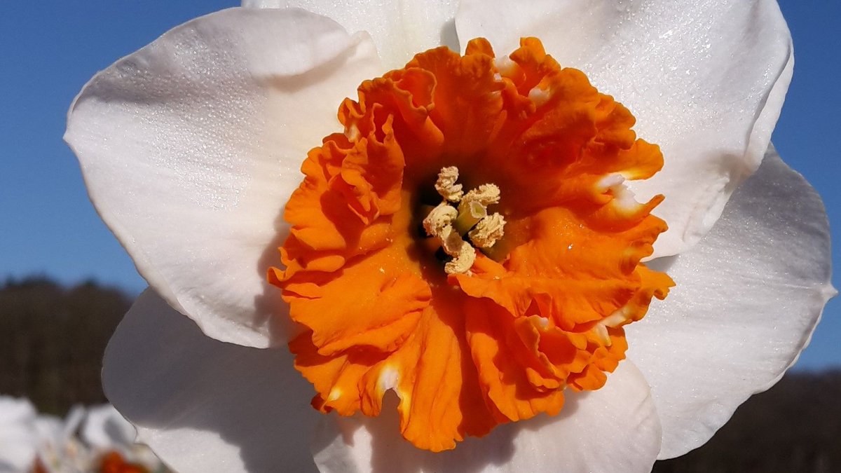 Wishing you a happy Monday with a close up of daffodil Bella Vista! #183varieties #ppennings #spring2021 #plantingtime