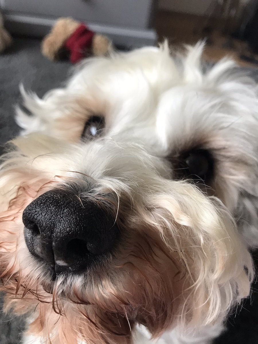 tobygoodboi's tweet photo. Number 1 skill: being adorable 
#dogsoftwitter https://t.co/CSNB6azpNc