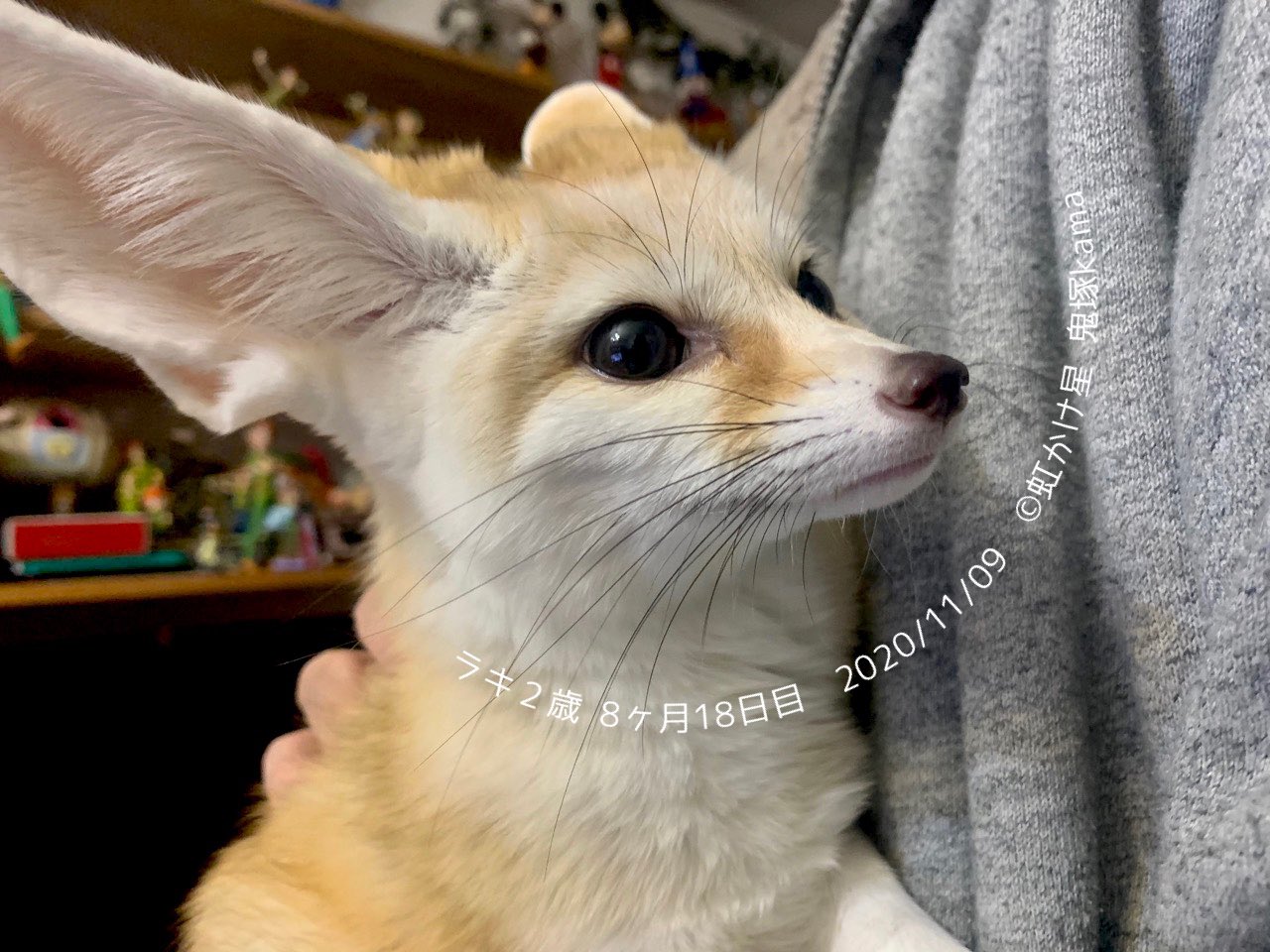 鬼塚kama 虹かけ星 横浜講座の生徒募集中 今さっきの フェネックラキ ニョロに抱っこされ 特に嬉しくないです それよりご飯くれ な顔してる 残念 フェネック キツネ Fennec T Co Tdcy5z3pcw Twitter