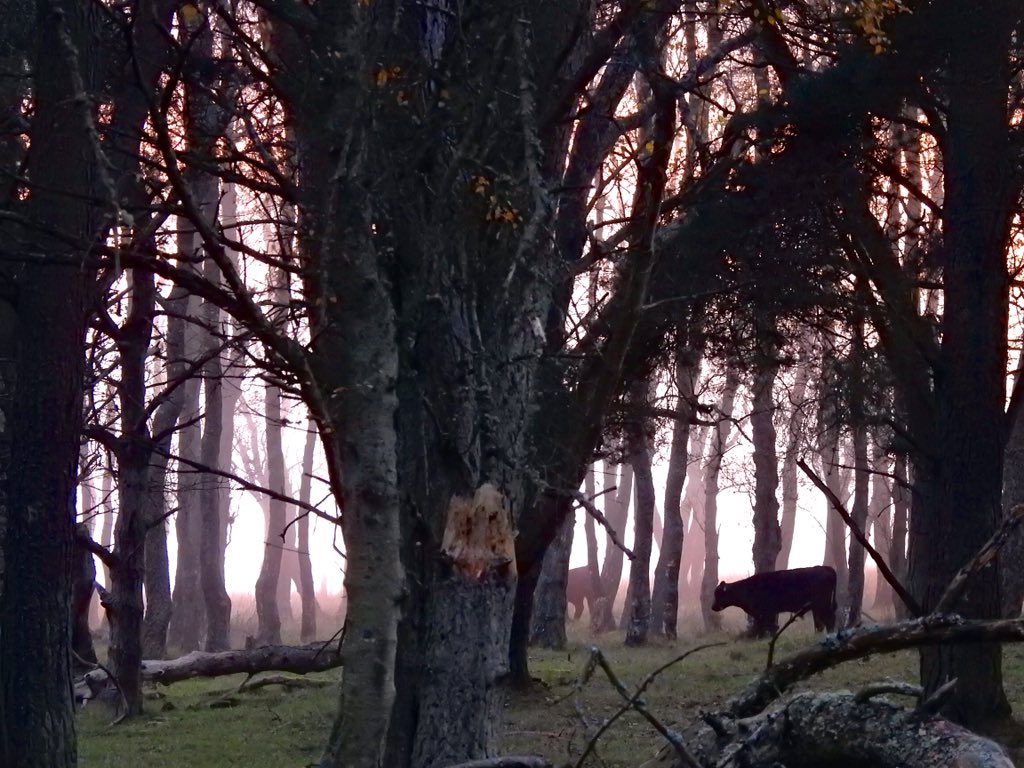 One of my favourite woods in Midlothian with a few young coos amongst the birches. Other parts of this site are a diverse mosaic of grassland, gorse, wet heath, rush pasture, scrubby willow, & birch-pine woodland.  #cowsintrees