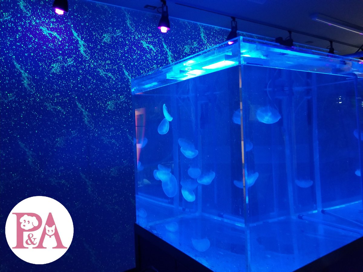 日本ペット アニマル専門学校 水族館 ドルフィントレーナー科です 水族館科の実習室でもある水族館ルームに クラゲ 水槽が完成しました ゆらゆらと漂うミズクラゲが幻想的です 今後はクラゲの育成や繁殖にも少しずつ挑戦していきます 日本ペット アニマル専門学校 水族館 ドルフィントレーナー科です 水族館科の実習室でもある水族館ルームに クラゲ 水槽が完成しました ゆらゆらと漂うミズクラゲが幻想的です 今後はクラゲの育成や繁殖にも少しずつ挑戦していきます