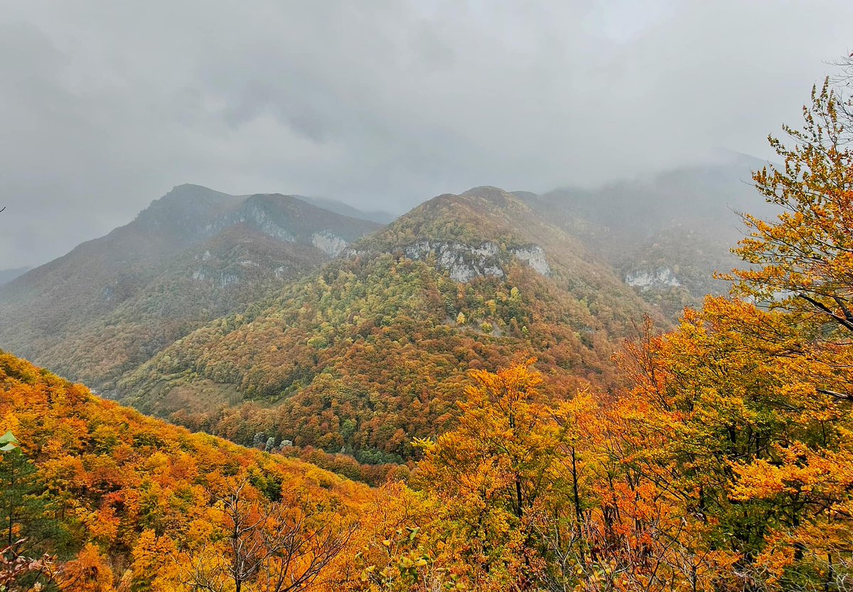 Ro_Journeys's tweet photo. 🍂Epic autumn colours in Tasnei Gorges, Domogled -Cerna Valley National Park.📷  @DragosAsaftei  #Romania #Armchairtravel #RomanianJourneys #fallvibes https://t.co/jH53Sw462e