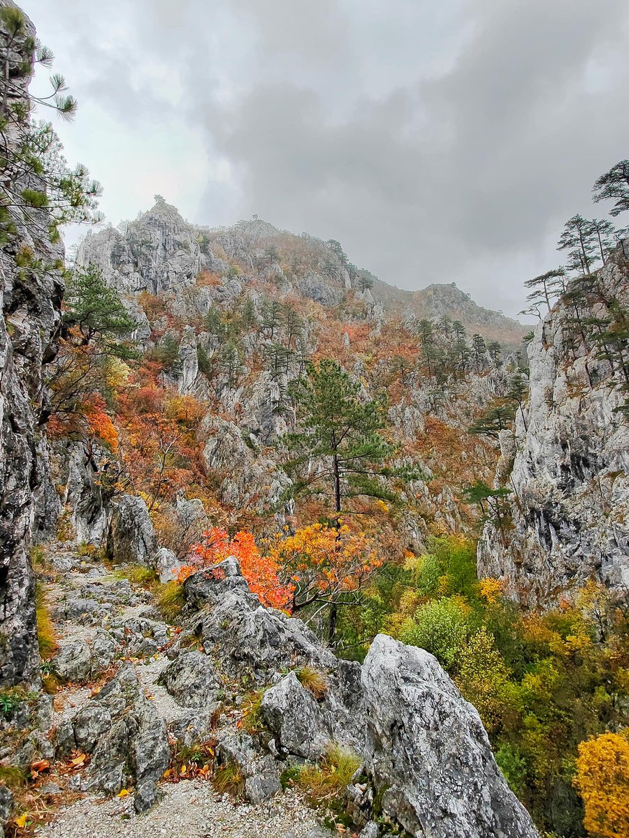 Ro_Journeys's tweet photo. 🍂Epic autumn colours in Tasnei Gorges, Domogled -Cerna Valley National Park.📷  @DragosAsaftei  #Romania #Armchairtravel #RomanianJourneys #fallvibes https://t.co/jH53Sw462e