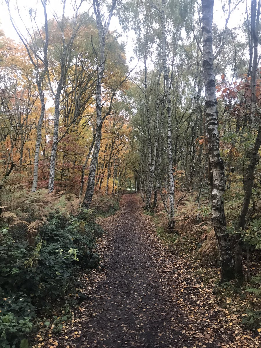 _spoonnn's tweet photo. Just wanna escape to the forest, eat food from 1700s, get the plague and one day get eaten by a bear because I’ve paralysed myself eating wild mushrooms but instead I am bruh moment not poggers fish reaction gif and have to be part of society https://t.co/ynOwHEOLkR