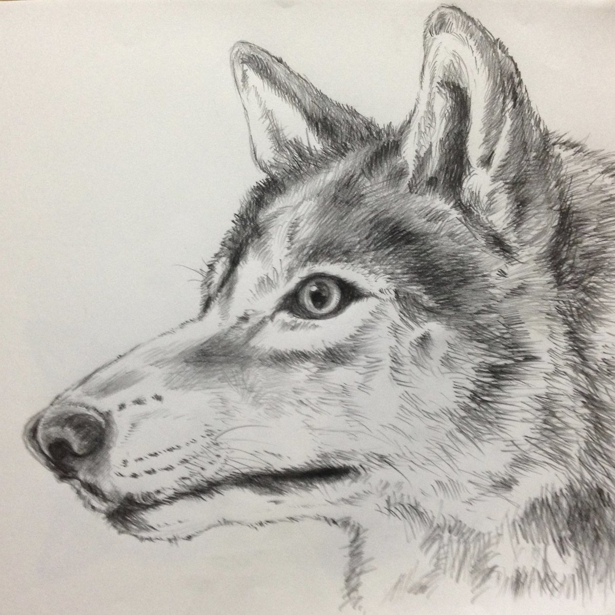 Yukari En Twitter 横顔 狼 オオカミ イラスト イラストレーション 鉛筆画 絵描きさんと繋がりたい イラスト好きさんと繋がりたい 動物好きな人と繋がりたい Wolf Illustration