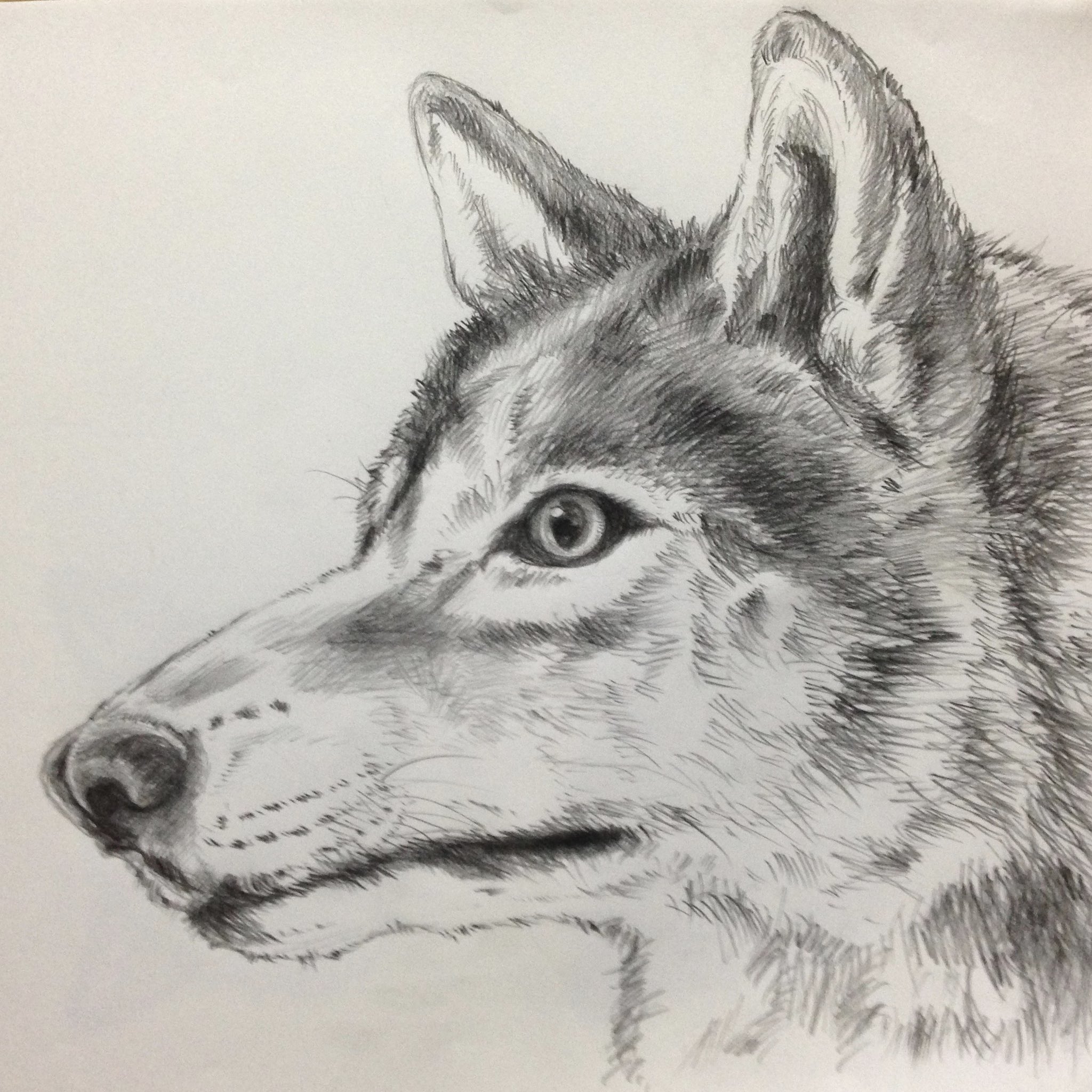 Yukari 横顔 狼 オオカミ イラスト イラストレーション 鉛筆画 絵描きさんと繋がりたい イラスト好きさんと繋がりたい 動物好きな人と繋がりたい Wolf Illustration T Co Jfej27l9qm Twitter Yukari 横顔 狼 オオカミ イラスト イラストレーション 鉛筆画 絵描きさんと繋がりたい イラスト好きさんと繋がりたい 動物好きな人と繋がりたい Wolf Illustration T Co Jfej27l9qm Twitter