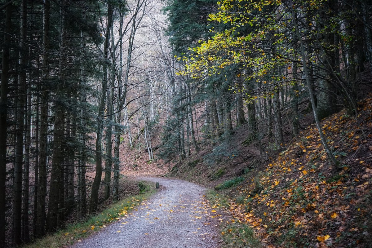 girovagate's tweet photo. Ieri siamo stati a #Campigna in provincia di Forlì-Cesena, un'area protetta all'interno del Parco Nazionale Foreste Casentinesi.
Fantastico, fatato.... un luogo dove si apprezzano i mille colori dell'#autunno!
Un'autentica boccata d'aria fresca
#ripartodallItalia #Casentino https://t.co/yX8xfXfXJr