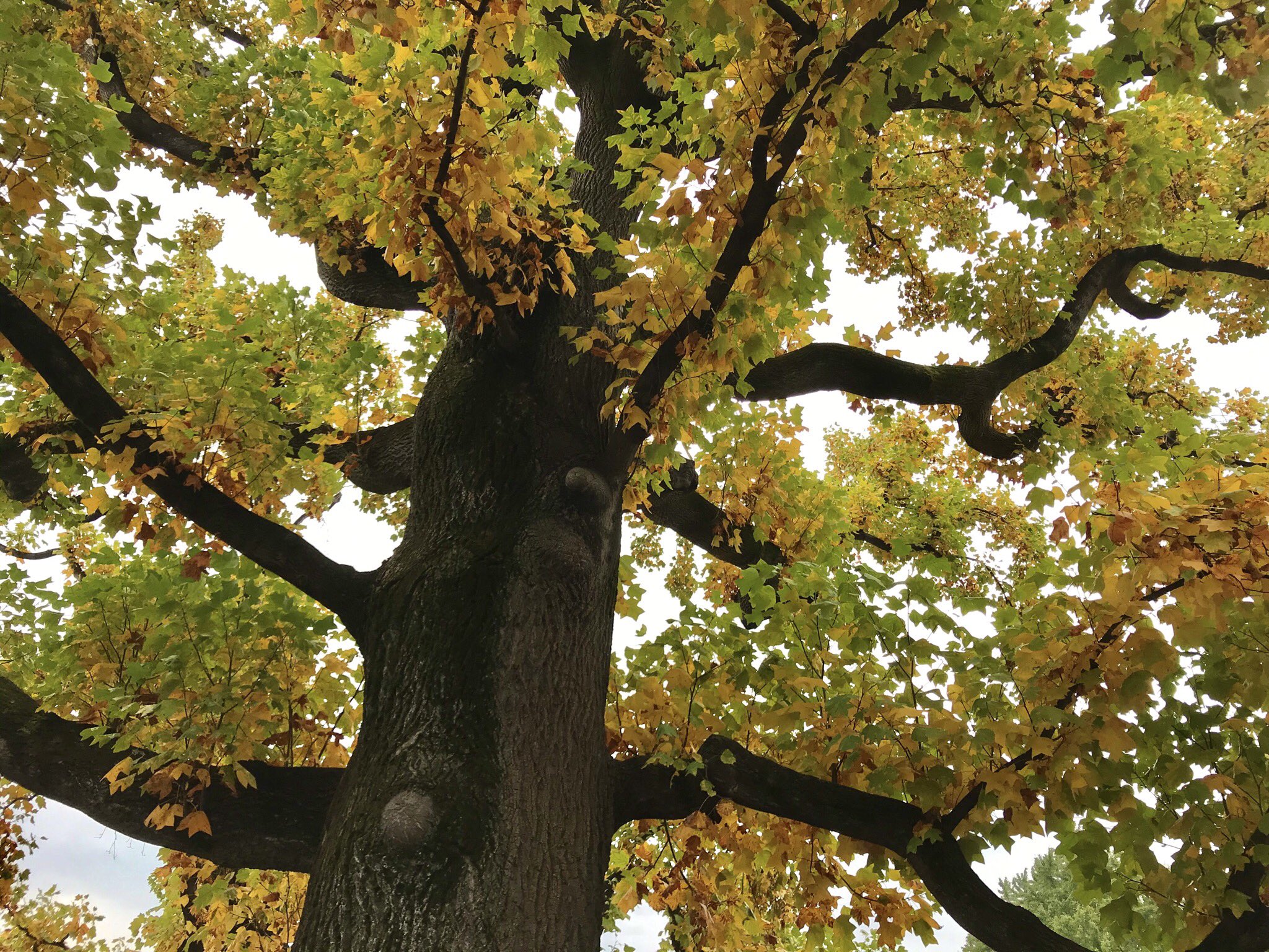 Shimatoneriko 上野にあった大きなゆりの木 見ていたら 一緒にいた人が 江戸雪の 膝くらくたっている今あとなにを失えばいい ゆりの木を抱く という短歌を教えてくれた 膝くらく ってわかるなー 不安な時って 明るいところにいても 膝のあたりが
