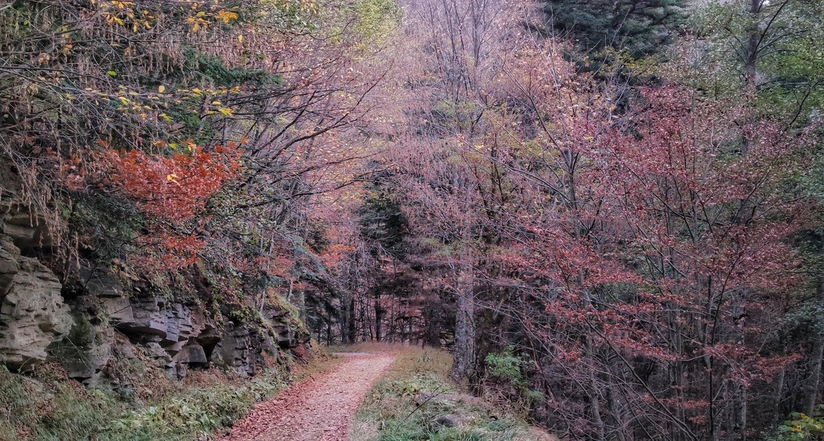 girovagate's tweet photo. Ieri siamo stati a #Campigna in provincia di Forlì-Cesena, un'area protetta all'interno del Parco Nazionale Foreste Casentinesi.
Fantastico, fatato.... un luogo dove si apprezzano i mille colori dell'#autunno!
Un'autentica boccata d'aria fresca
#ripartodallItalia #Casentino https://t.co/yX8xfXfXJr