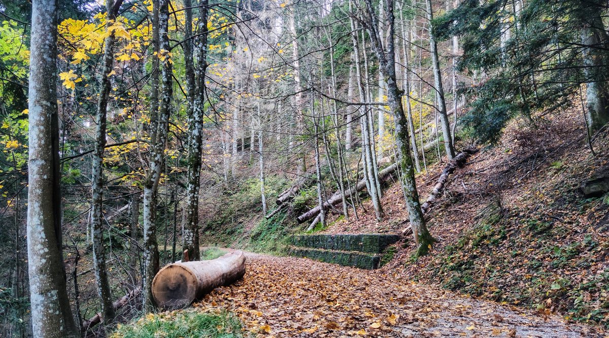 girovagate's tweet photo. Ieri siamo stati a #Campigna in provincia di Forlì-Cesena, un'area protetta all'interno del Parco Nazionale Foreste Casentinesi.
Fantastico, fatato.... un luogo dove si apprezzano i mille colori dell'#autunno!
Un'autentica boccata d'aria fresca
#ripartodallItalia #Casentino https://t.co/yX8xfXfXJr