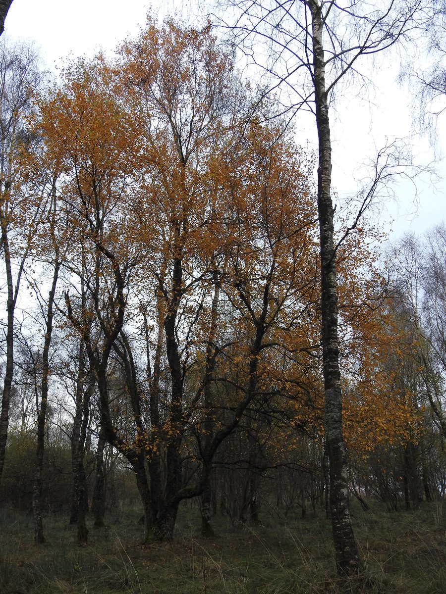 The cattle have free range across the site, I think sheep are occasionally in too. Lots of diversity & the wood, in most parts, doesn't look that old. Stocking density appears to be pretty good from what I've seen.