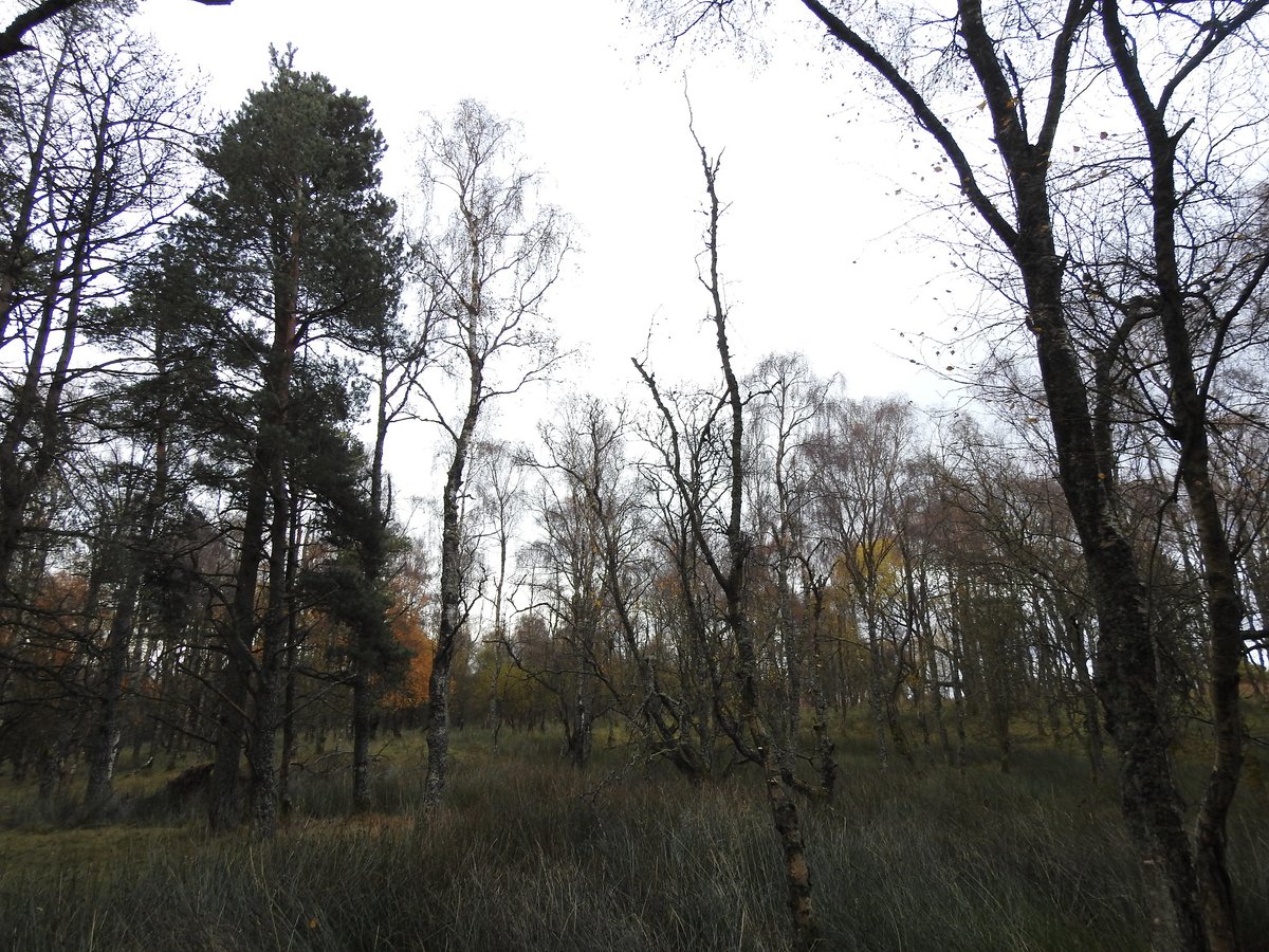 The cattle have free range across the site, I think sheep are occasionally in too. Lots of diversity & the wood, in most parts, doesn't look that old. Stocking density appears to be pretty good from what I've seen.