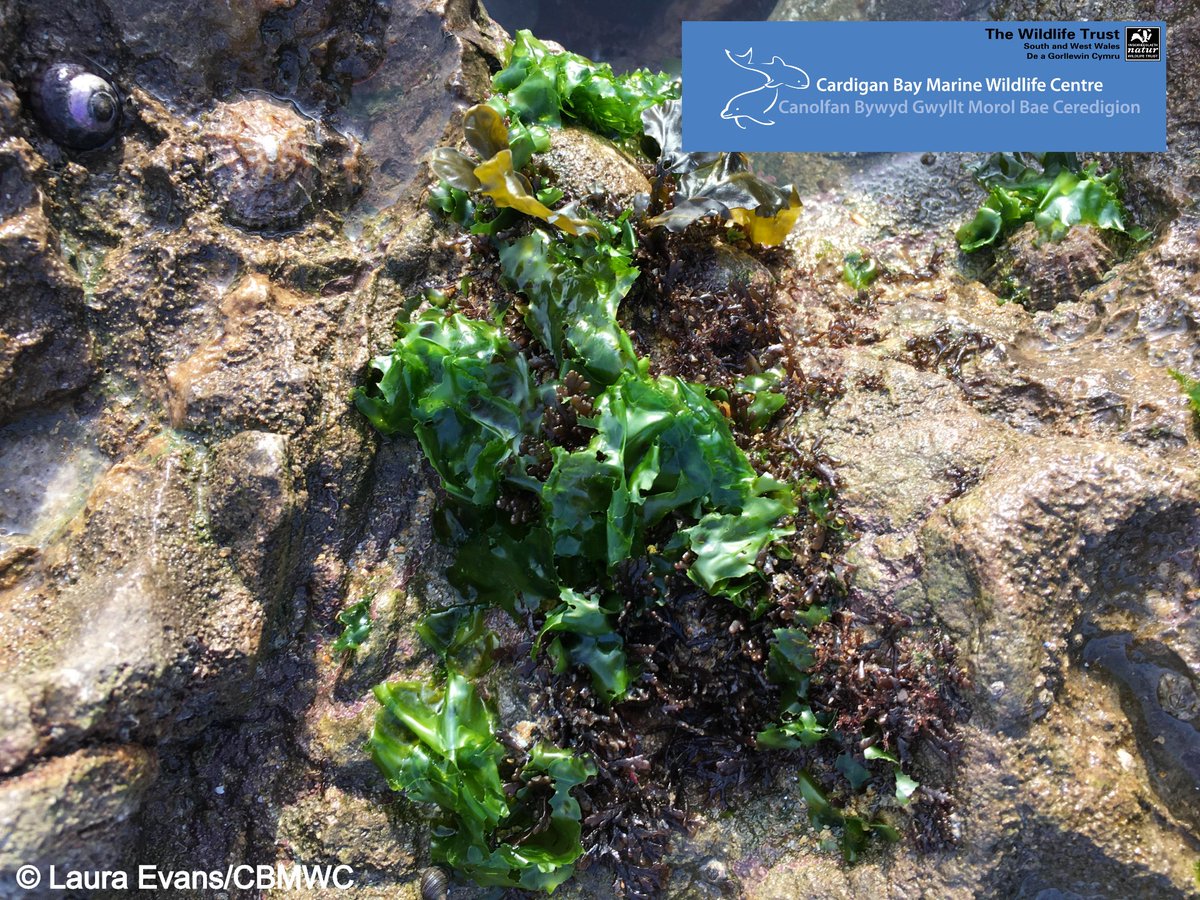 CBMWC's tweet photo. It's #Welshweekend 🏴󠁧󠁢󠁷󠁬󠁳󠁿 &amp; time to learn the Welsh names for some of our rockpool creatures 🏖️🌊

Flat periwinkle - gwichiaid gwastad 🐚
Beadlet anemone - anemoni gleiniog 🔴
Sea lettuce - gwylaeth y môr🥬
Purple topsell - top môr phorffor 🐚

@WTSWW @HeritageFundUK @PostcodeLottery https://t.co/z5oHqrsFEp