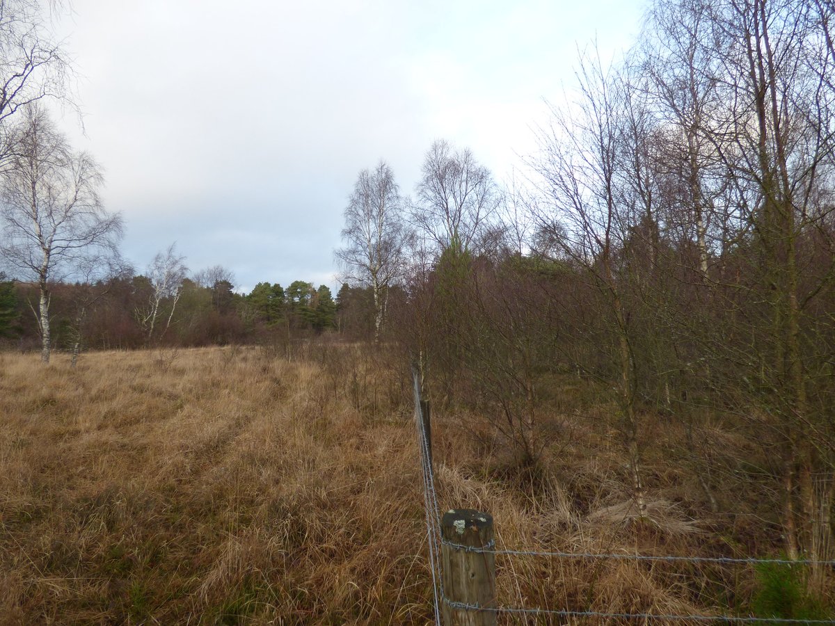 There's also a few fenced off areas where there's plenty regen occurring, and other areas where I'd guess were once fenced off that the cattle are now trudging through to browse. All looks pretty good to me. Not to say I think all native woodland should be managed this way.