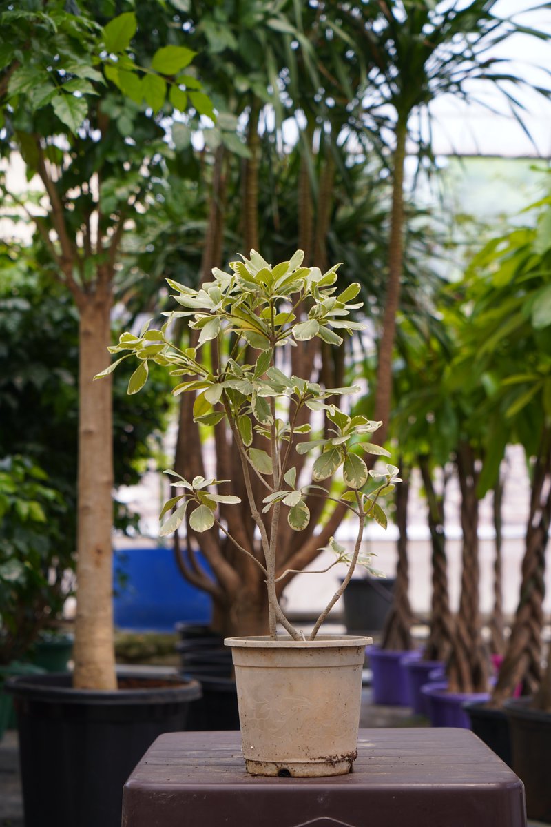 O2Nursery's tweet photo. The new range of unique plants is now available!
Visit O2 Nursery to check out the whole collection.

To know more about us
📍 Visit us:Chd-Ambala Road, Under Zirakpur Flyover,
📞 call us at 87601-00027

#O2Nursery #IndoorPlants #Gardening#PlantsCare #Rareplants #Uniqueplants https://t.co/mIiNrm5Vhd