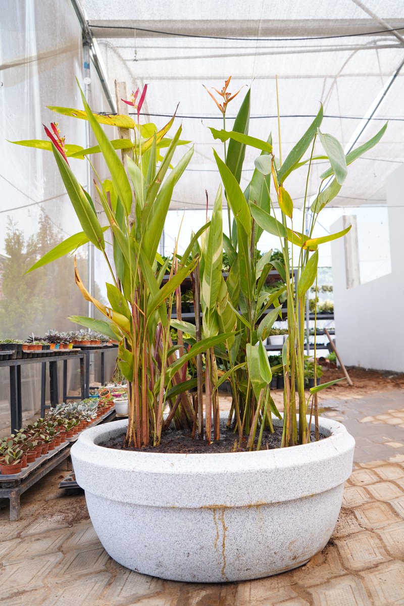 O2Nursery's tweet photo. The new range of unique plants is now available!
Visit O2 Nursery to check out the whole collection.

To know more about us
📍 Visit us:Chd-Ambala Road, Under Zirakpur Flyover,
📞 call us at 87601-00027

#O2Nursery #IndoorPlants #Gardening#PlantsCare #Rareplants #Uniqueplants https://t.co/mIiNrm5Vhd