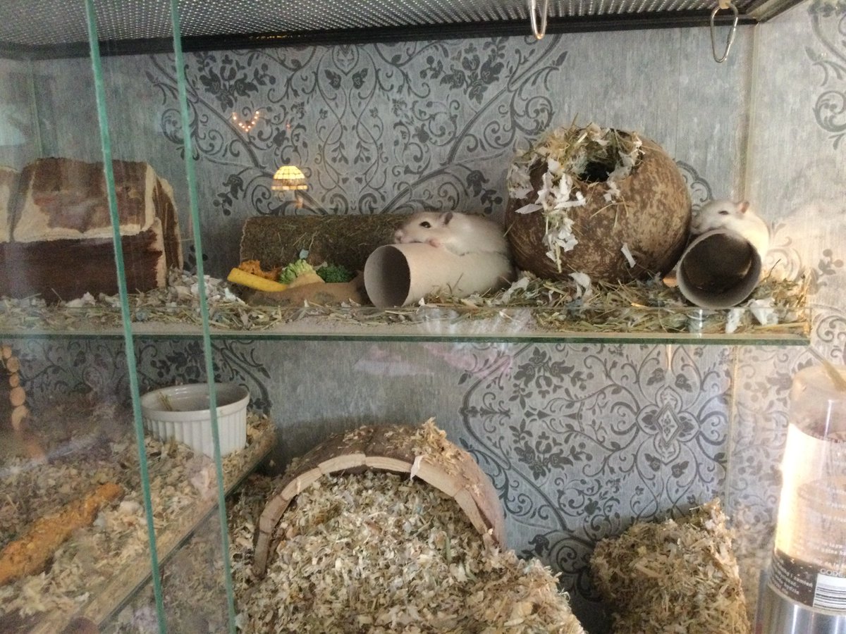 GerbilWebshop's tweet photo. Herkenbaar 😉😂😋?
#gerbilshopqueenies
#gerbilfokkerijqueenies
#gerbilsofinstagram
#gerbil
#gerbils
#gerbillove
#gerbilgram
#gerbilarium
#gerbilpups
#gerbilsofig
#renmaus
#renmäuse
#gerbilsaustria
#gerbille
#gerbilles
#muizenhuis
#fancymice
#kindercadeau
#verjaardagscadeau https://t.co/3fehcCTyJQ