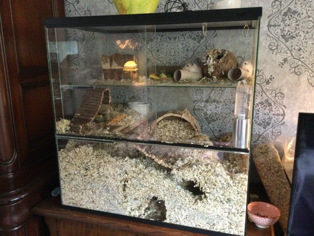 GerbilWebshop's tweet photo. Herkenbaar 😉😂😋?
#gerbilshopqueenies
#gerbilfokkerijqueenies
#gerbilsofinstagram
#gerbil
#gerbils
#gerbillove
#gerbilgram
#gerbilarium
#gerbilpups
#gerbilsofig
#renmaus
#renmäuse
#gerbilsaustria
#gerbille
#gerbilles
#muizenhuis
#fancymice
#kindercadeau
#verjaardagscadeau https://t.co/3fehcCTyJQ