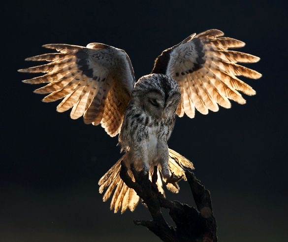 OwlsEveryHour's tweet photo. #OwlHour https://t.co/wBSRW2CoSB