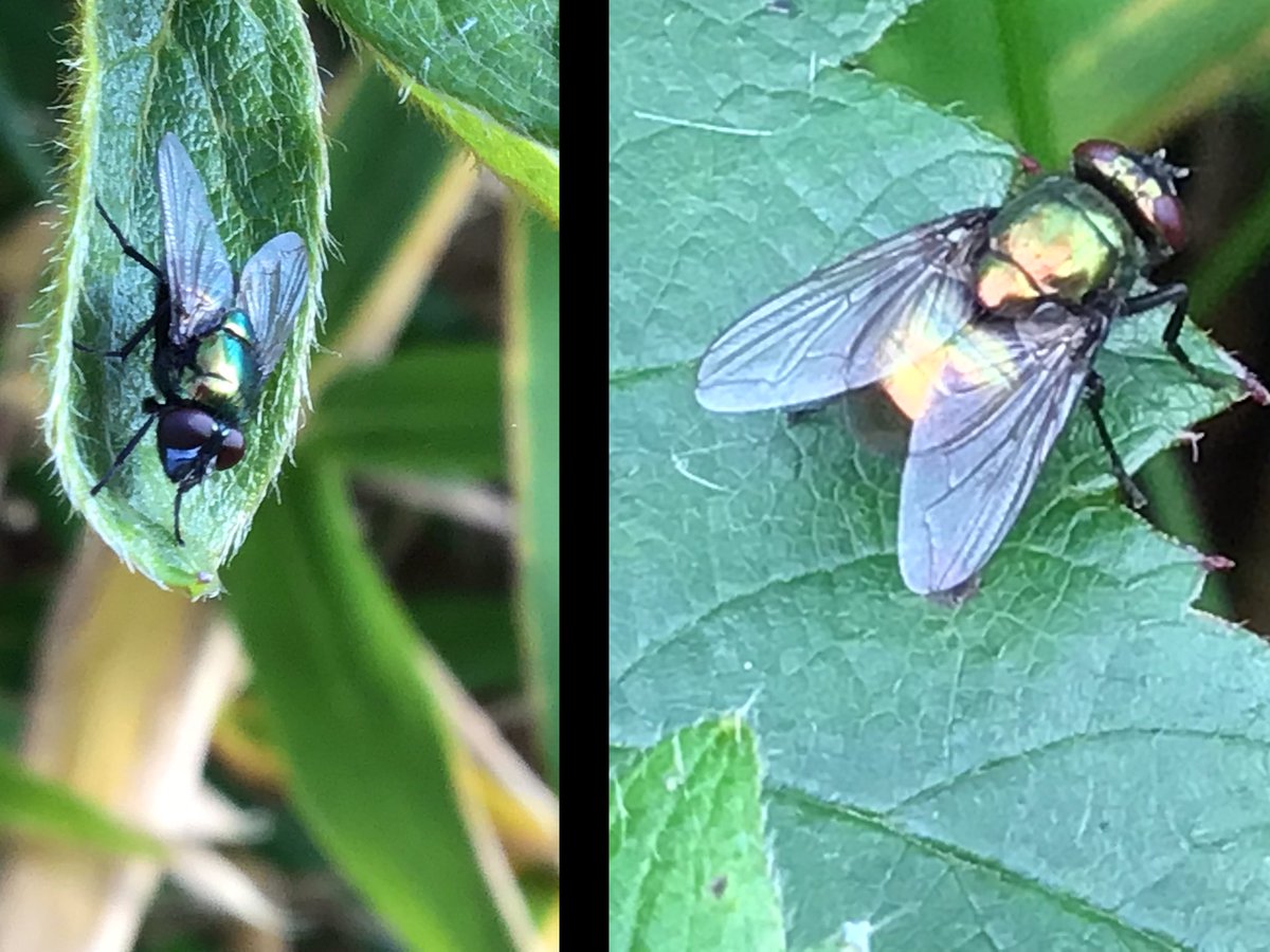 amey_tina's tweet photo. I took these photos of two flies that I thought were both ‘green bottles’ but looking at them, I’m not sure if it’s just the angle, but they look slightly different around the eyes @uksarcs @DipteristsForum @NHM_Diptera @iancbeavis #DevonNature https://t.co/uTaMjyT43C