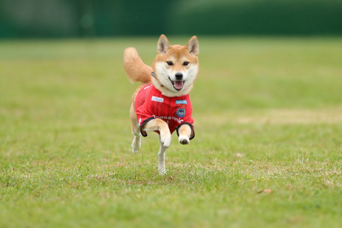 飛んでる犬の写真で元気になりたい Togetter