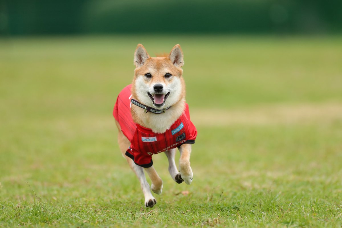 飛んでる犬の写真で元気になりたい Togetter