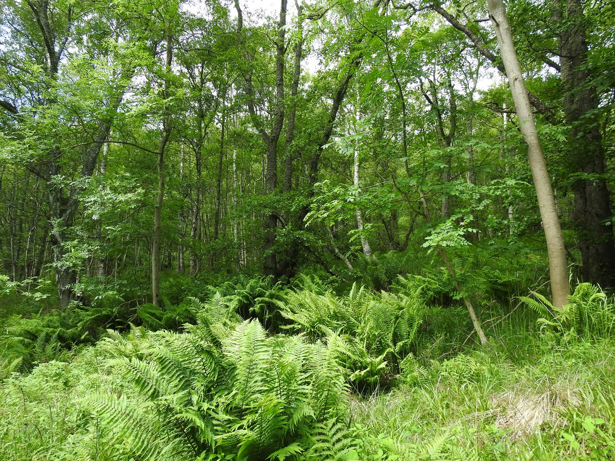 Managing them in this way alters the habitat. The ground flora moves away from a woodland ground flora with woodland herbs & dwarf shrubs, & towards a grassier, rushier flora. I've no problem with that but we do still need extensive areas of functional pure woodland habitat.