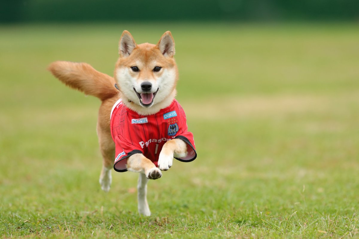 飛んでる犬の写真で元気になりたい Togetter