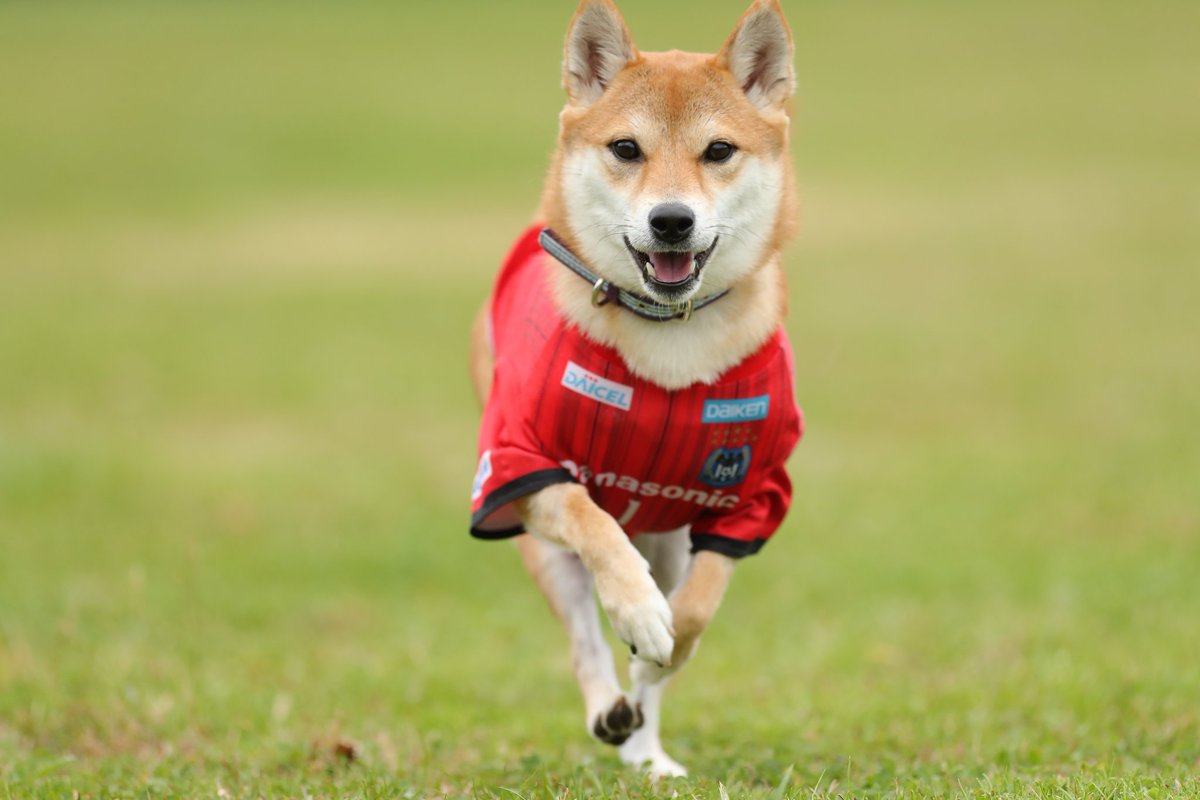 飛んでる犬の写真で元気になりたい Togetter