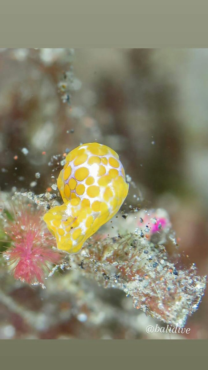 divebali's tweet photo. Yellow Sweet
Tulamben-Bali
#scubadiving #balidive #divebali #diving #balidiving #baliscubadiving #belajarmenyelam #divingindonesia #scubainstructor #instrukturdiving #paditv #ssi #divinginstructor https://t.co/NqcT675qhh