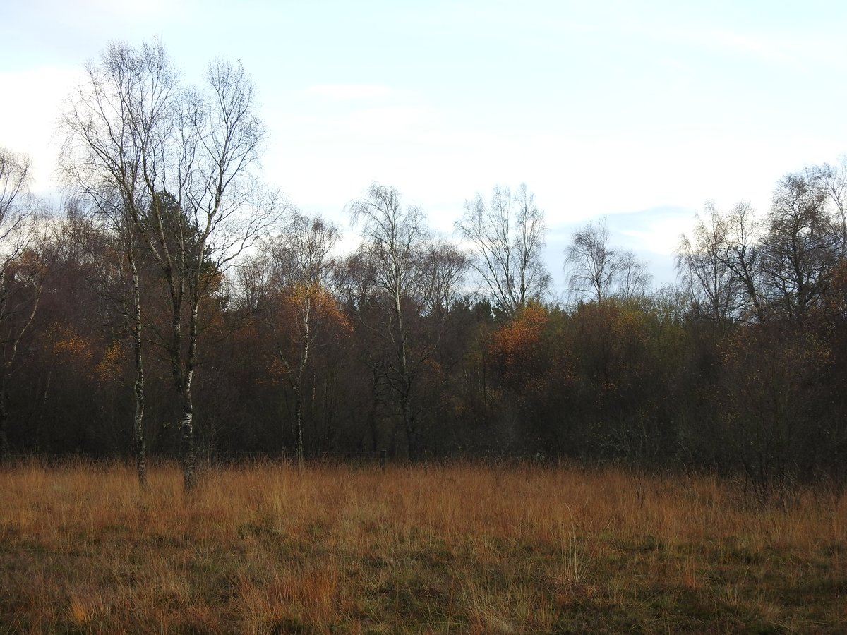The cattle have free range across the site, I think sheep are occasionally in too. Lots of diversity & the wood, in most parts, doesn't look that old. Stocking density appears to be pretty good from what I've seen.