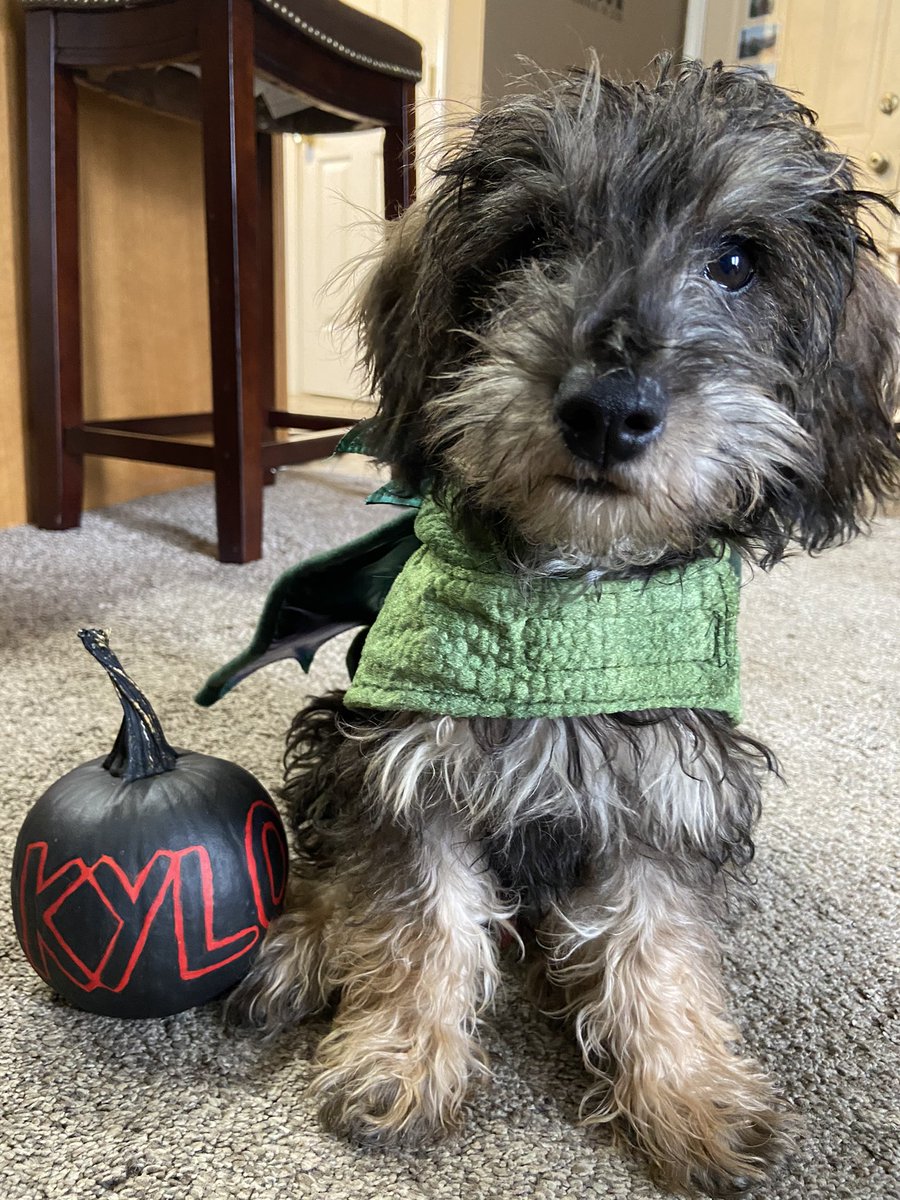 _ellielane_'s tweet photo. Now he’s almost 17 weeks old 😭 he’s gotten so big, please stop growing https://t.co/BuhH3ENL0N