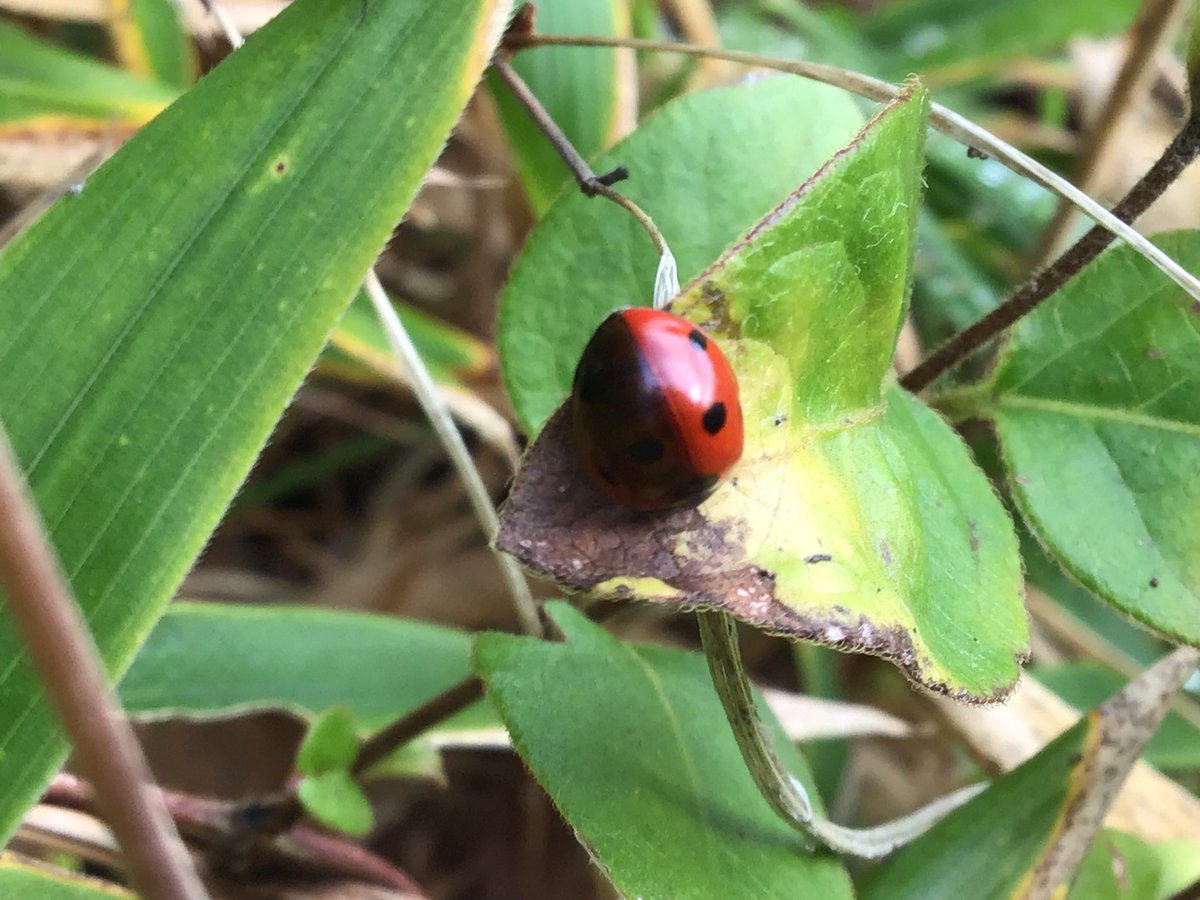amey_tina's tweet photo. Found this ladybird yesterday that seems to have turned black one side. Not sure what could have caused it? Can anyone help with an explanation please? @UKLadybirds @Britnatureguide @insectweek @InsectNews @InsectNews #DevonNature https://t.co/tc1L55ltSp