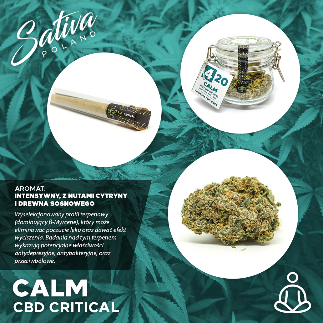 sativapoland's tweet photo. CRITICAL CBD 
Polecamy!

#cbd #cbdflowers #cbdhurt #cbdbuds #cbdwholesale #thcfree #vape #cbdvape #vapenation #suszkonopny #sativapoland #legalnetopy #krakow #hash #kosmetyki #kosmetykikonopne #konopia #konopie #rolls #prerolls #420 #sativa #sativapoland https://t.co/UJ76JrDqyj