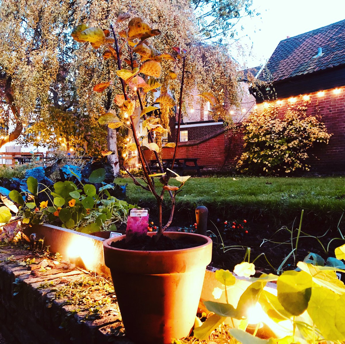 curious_local's tweet photo. Botanical Garden Bar is BACK! Dec 3rd-22nd - https://t.co/SzC52ezri2 - hot soup, fresh bread, Norfolk produce and 7 Norfolk arts and crafters. Free entry. Booking advised. Here’s a “Smokey Joe” smoke bush for the historic Biden/Harris moment. Let’s turn 2020 around folks x https://t.co/uENhVfmcKk
