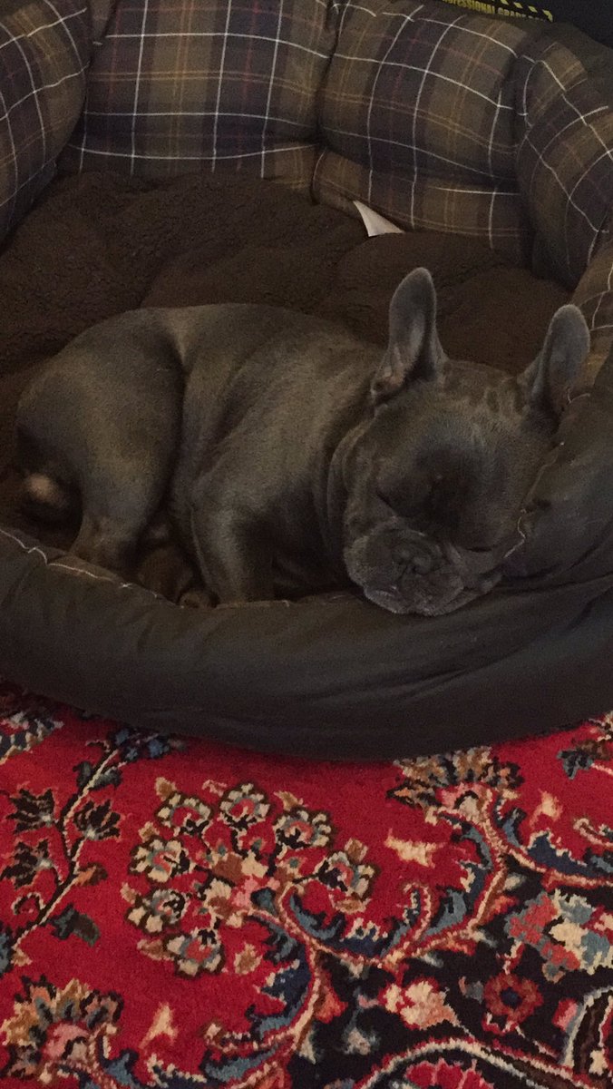 maternitylawyer's tweet photo. Day 5: Mr Jeffrey isn’t really feeling it today. He says Mondays are hard in lockdown as it all feels the same. I have reassured him that this is normal and it’s going to be okay. His mindfulness is maintained by meditation and consistent napping. #TipsfromMrJ https://t.co/MemXDnUC9x