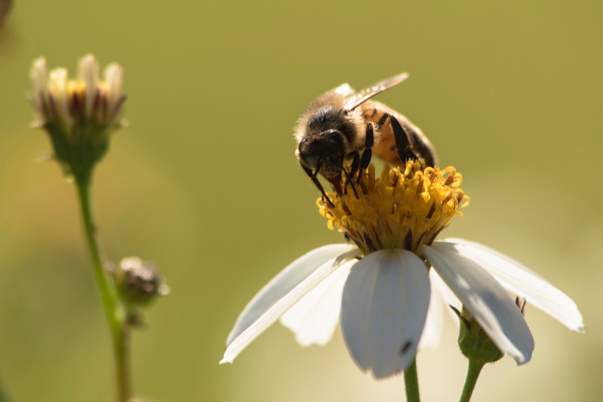 BeePinnacle's tweet photo. If you are looking for a new #lockdown project, try creating some #beefriendly spaces in your home.🐝

All you need is a small area to let wildflowers grow!🌼

Planting to save our #pollinators can also be a great activity for mental health.❣️ https://t.co/0uTjnL4dTv