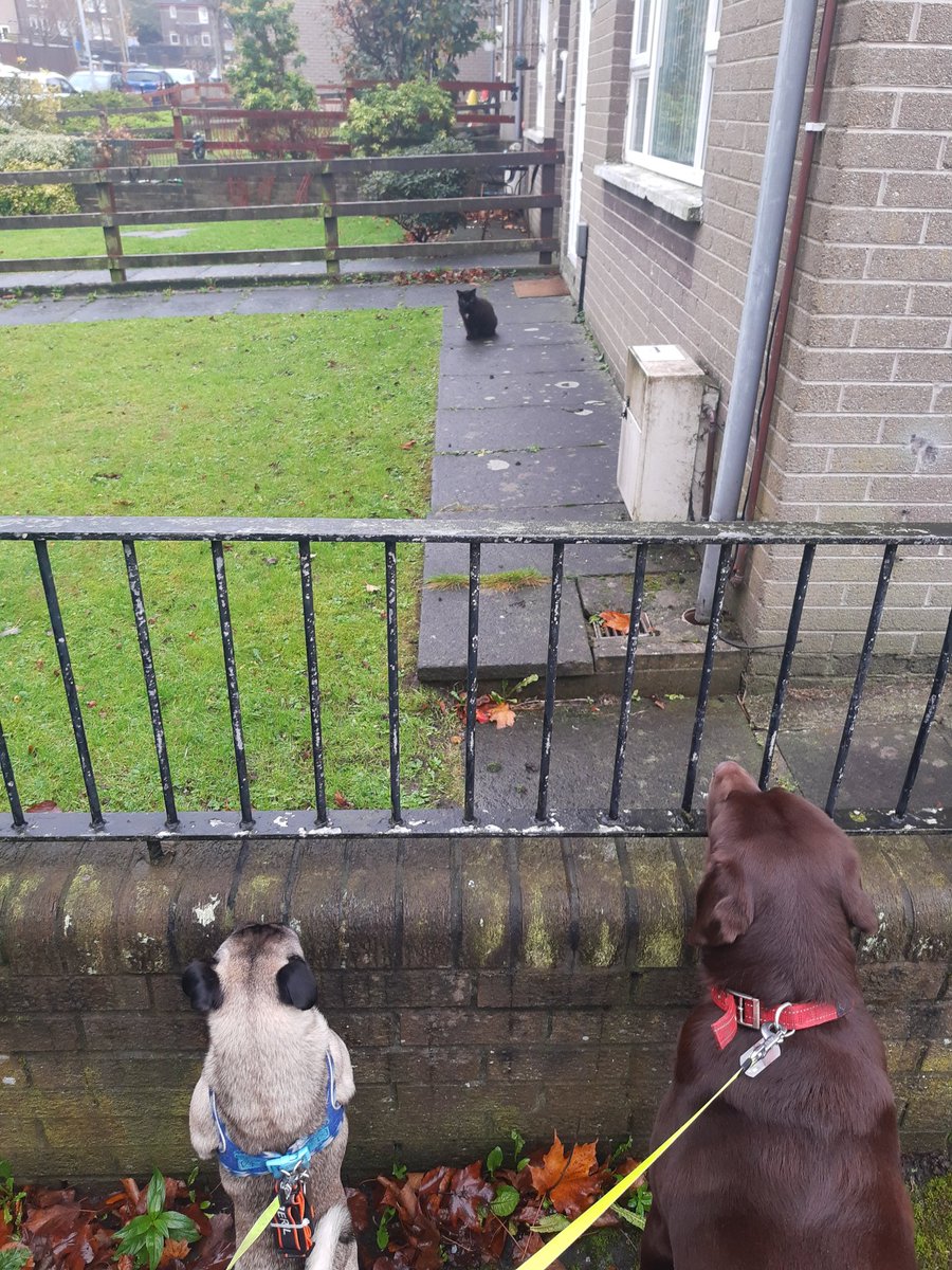 Staring contest (the cat won).