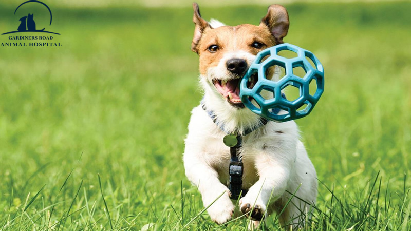 grahkingston's tweet image. Veterinary Service in Kingston: Try Out These Fun Exercise Ideas with Your Dog

At Grah Kingston, we are providing quality Veterinary Service in Kingston. 

blog.grahkingston.com/veterinary-ser…

For Inquiries:

grahkingston.com

#VeterinaryService
#VeterinaryServiceInKingston