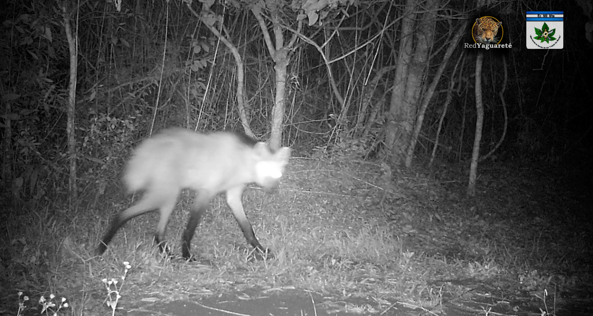 RedYaguarete's tweet photo. Impensado: hallamos un Aguará Guazú en plena selva Misionera.

Fue en la Reserva Natural militar Puerto Península, en Puerto Iguazú y se trata del primer registro documentado de la especie en este ambiente. Ver informe: https://t.co/U5jgkN39fK

#chrysocyon #brachyurus https://t.co/sI4LqbtsoU