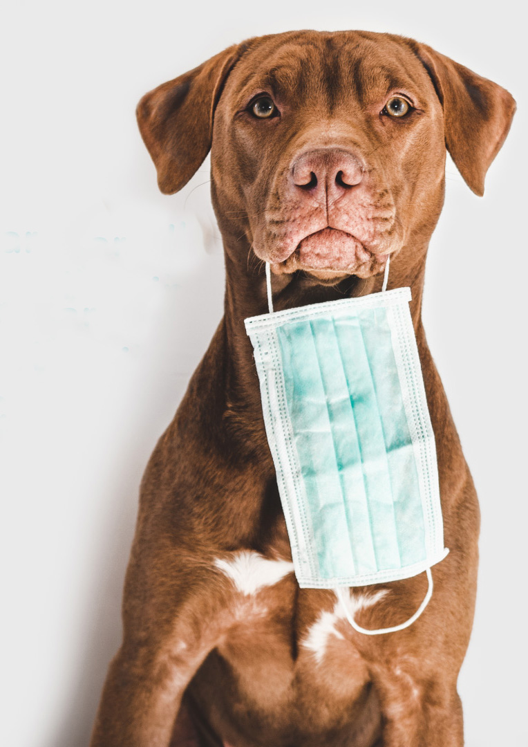 The latest Covid 19 update -  westmorland-vets.co.uk/corona-virus-u…