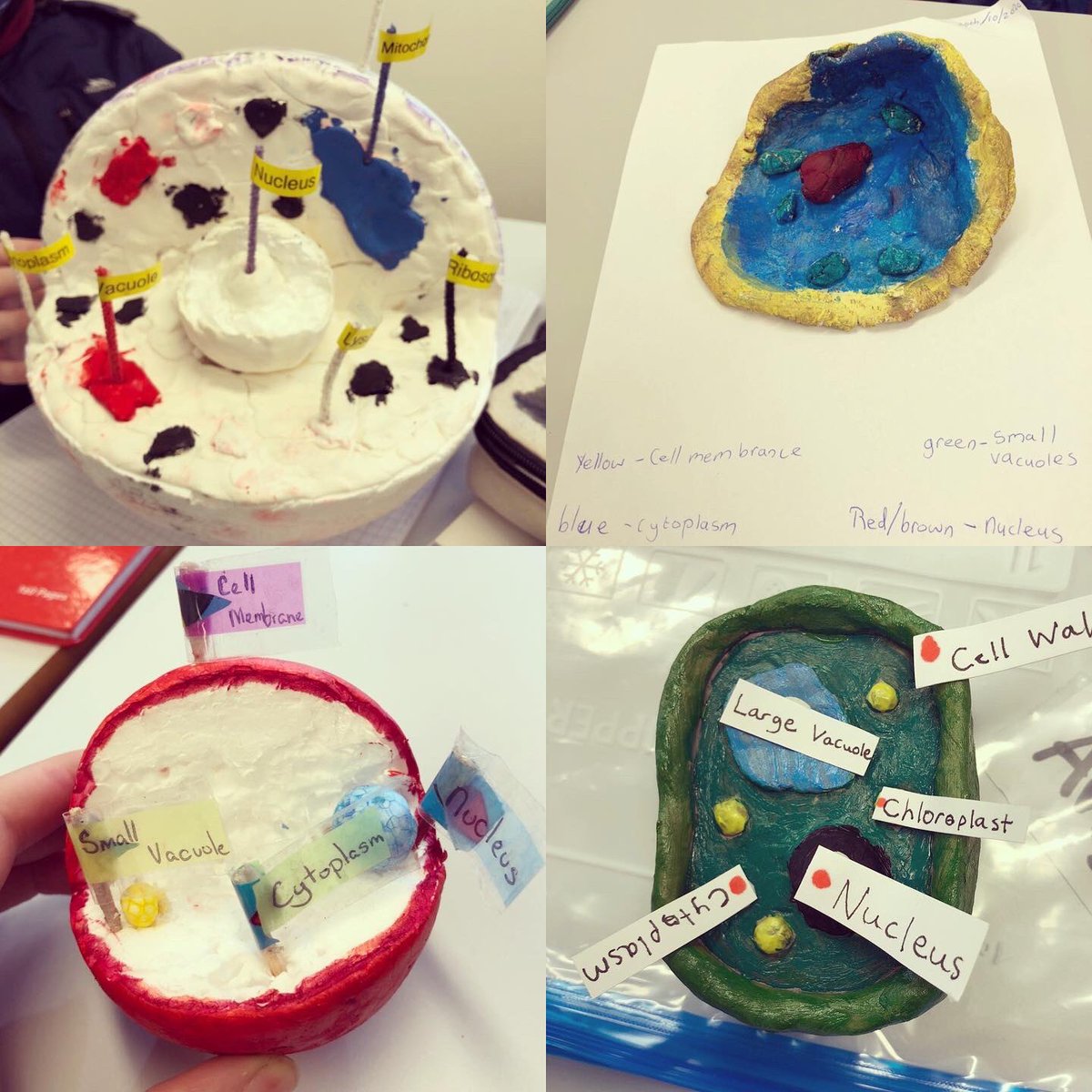 galwayetss's tweet image. Science week started a little early last Friday with first year students presenting their cell models #scienceweek #cellmodel #plantcell #animalcell #beingcreative #biologicalworld #juniorcycle