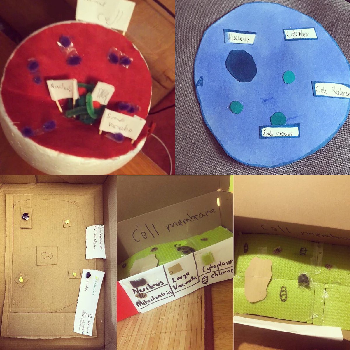 galwayetss's tweet image. Science week started a little early last Friday with first year students presenting their cell models #scienceweek #cellmodel #plantcell #animalcell #beingcreative #biologicalworld #juniorcycle